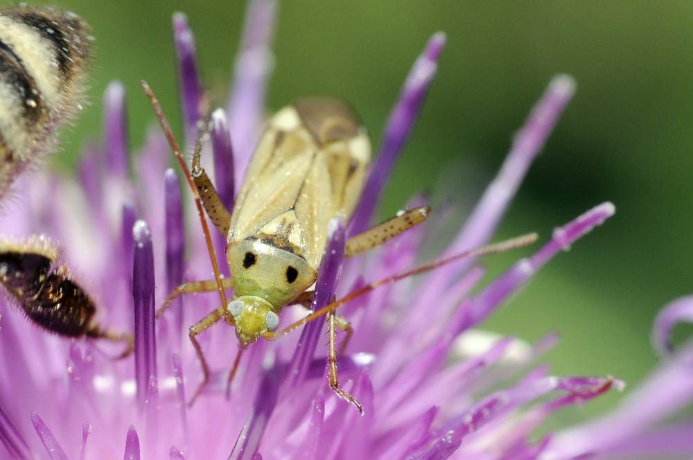 Miridae: Adelphocoris lineolatus del Veneto (TV)